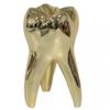 Teeth Model - Personalized Dental Hygienist Christmas Ornament Statue for Dental Hygienist Dentist Dental Assistant Gifts view 1