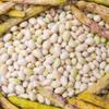 Sabarot Dried Haricot Coco Beans 5kg view 2