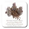 ButtonChocs Christmas Chocolate Father Christmas - Merry Christmas. Belgian Milk Chocolate Gift for Christmas. view 4