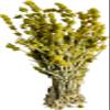 Premium Greek Mountain Tea Sideritis Scardica 220 grams - 1.95 Kilos Whole Bunch (220 grams) view 1