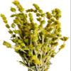 Premium Greek Mountain Tea Sideritis Scardica 220 grams - 1.95 Kilos Whole Bunch (220 grams) view 2