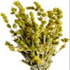 Premium Greek Mountain Tea Sideritis Scardica 220 grams - 1.95 Kilos Whole Bunch (220 grams) view 3