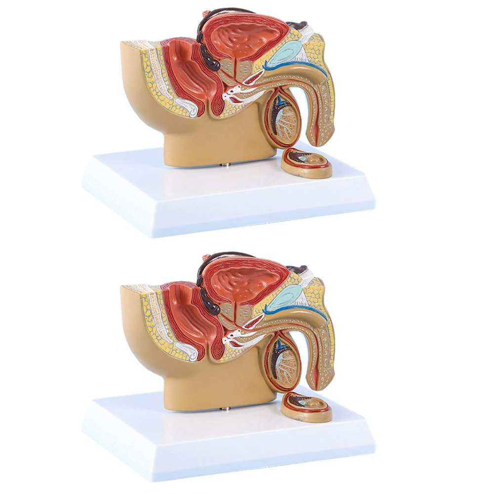 Carriere 4X 1:2 Male Pelvic Sagittal Section Testicular Prostate Bladder Rectal Urinary System Model