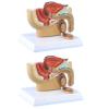 Carriere 4X 1:2 Male Pelvic Sagittal Section Testicular Prostate Bladder Rectal Urinary System Model view 1