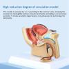 Carriere 4X 1:2 Male Pelvic Sagittal Section Testicular Prostate Bladder Rectal Urinary System Model view 2