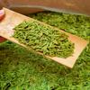 Dragonwell Longjing Tea(Ming Qian),Fresh Dragon Well Green Tea Leaf,Pick Before Qingming from Hangzhou Plantation,125g, view 2