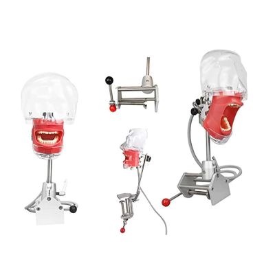 CEEBUS Dental Simulator Mannequin Head Teeth Model Manikin Phantom Head Training Bench Mount Fix on Desk Clip Rotating Freely Dental Teaching Practicing Head Mold Suitable
