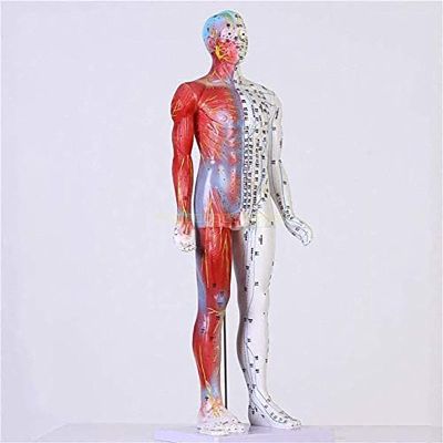 CEEBUS Acupuncture Model, Human Acupuncture Model Of 85 Cm - Pressure Point And Meridians - From The Display Of Studies (Color : A)