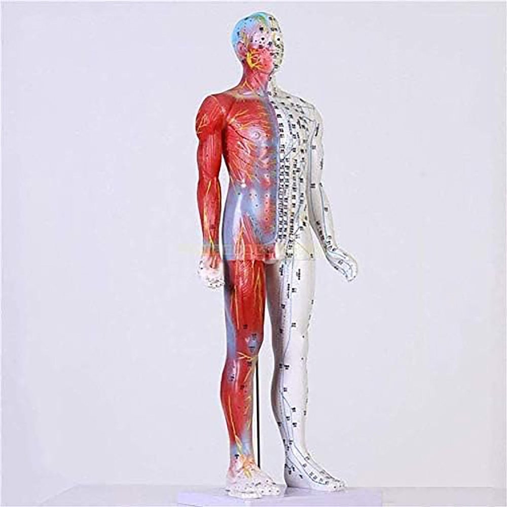 CEEBUS Acupuncture Model, Human Acupuncture Model Of 85 Cm - Pressure Point And Meridians - From The Display Of Studies (Color : A)