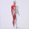 CEEBUS Acupuncture Model, Human Acupuncture Model Of 85 Cm - Pressure Point And Meridians - From The Display Of Studies (Color : A) view 1
