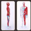 CEEBUS Acupuncture Model, Human Acupuncture Model Of 85 Cm - Pressure Point And Meridians - From The Display Of Studies (Color : A) view 2