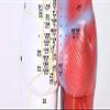 CEEBUS Acupuncture Model, Human Acupuncture Model Of 85 Cm - Pressure Point And Meridians - From The Display Of Studies (Color : A) view 4