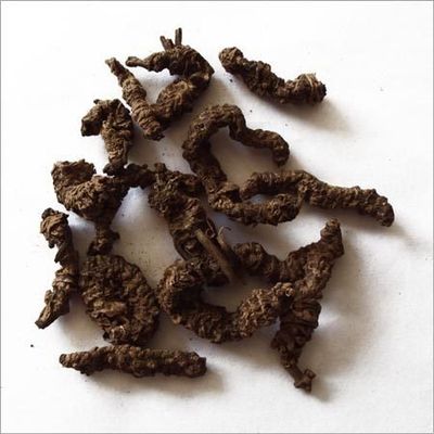 QURA Traders Tagar/Sugandh-Bala/Indian Valerian/Bala-Tagra - 200