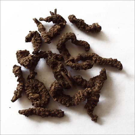 QURA Traders Tagar/Sugandh-Bala/Indian Valerian/Bala-Tagra - 200