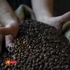 Colombia Selection single origin coffee beans, 100% arabica, friar's tunic roasting, bar blend, pack of 2 x 250 g view 4