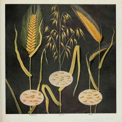A4 Print Grocers Encyclopedia 1911 Wheat Oats Rye
