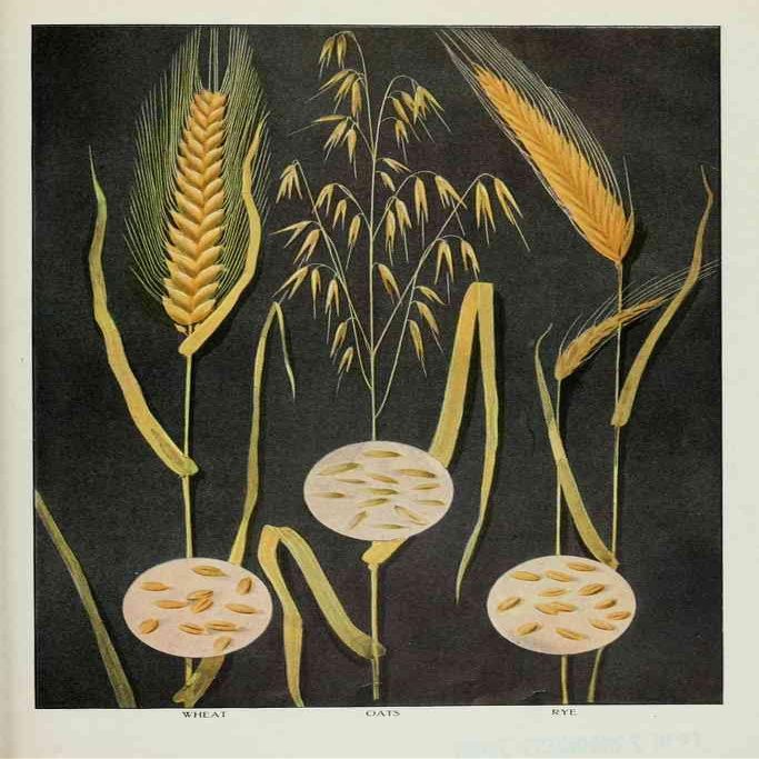 A4 Print Grocers Encyclopedia 1911 Wheat Oats Rye