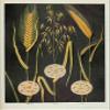 A4 Print Grocers Encyclopedia 1911 Wheat Oats Rye view 1