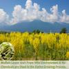 Premium 50 Mullein Leaf Tea Bags. Made with 100% Pure Mullein Leaves view 2