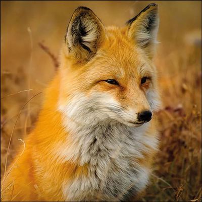 20 Napkins Animal Motifs Real Fox in Nature Table Decoration Paper Napkins with Motif Also for Decoupage and Decoupage 33 x 33 cm