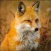 20 Napkins Animal Motifs Real Fox in Nature Table Decoration Paper Napkins with Motif Also for Decoupage and Decoupage 33 x 33 cm view 1
