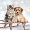 20 Napkins Christmas Cat and Dog on Sleigh as Table Decoration Paper Napkins with Motif Also for Decoupage and Decoupage 33 x 33 cm view 1