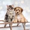 20 Napkins Christmas Cat and Dog on Sleigh as Table Decoration Paper Napkins with Motif Also for Decoupage and Decoupage 33 x 33 cm view 2