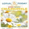 Chamomile Tea for relaxation whole Loose Flowers premium quality Herbal tea 30 grams view 4
