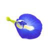 Blue Pea Flower Tea whole Loose flowers 30grams delicate and Colourful Herbal Tea view 4