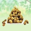 India's Creation Bindaal Doda-Luffa Echinata-Raw Herbs-Bandal Phal-Thorn Gourd-Devdali-Jadi Booti-Single Herbs 50 Gram view 2