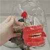 Dental Simulator, Strap Mount Manikin Phantom Head Dental Phantom Head Model, Adjust and Replace Teeth, for Dentist Education Practical Demonstration view 3