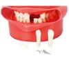 Dental Simulator, Strap Mount Manikin Phantom Head Dental Phantom Head Model, Adjust and Replace Teeth, for Dentist Education Practical Demonstration view 4