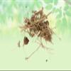Kanghi-Atibala Panchang-Indian Mallow-Balbeej-Abutilon Indicum-Jadi Booti (250 Gram) view 2