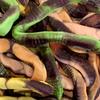 Anacondas Snakes (Halloween) 500g Share Bag by The Gourmet Sweet Company view 1