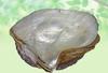 India's Creation Seep Moti Asli-Seep Mooti-Jadi Booti (1000 Gram) view 2