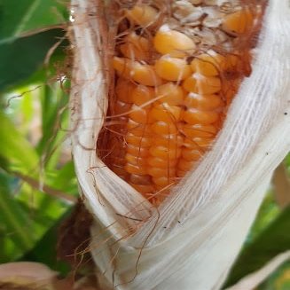 GANDIN BARBED CORN