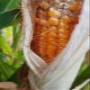 GANDIN BARBED CORN view 1