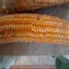 GANDIN BARBED CORN view 2