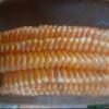 GANDIN BARBED CORN view 3