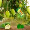 Parle Biscuits, Chocolates & Juices - Combination of Taste - Crispy & Crunchy Tea Time Snack & Drinks - Anytime & Anywhere Treat - Delicious Cracker Snacks for Kids (Kaccha Mango Bite 291g_P2) view 3
