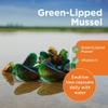 AMINOLAB - Green LIPPED Mussel 2500mg 365 Tablets - Supports Joint Health & Mobility, Promotes Cartilage Repair, Reduces Muscle Soreness & Inflammation - Rich in NUTRIENTS. view 3