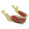 ERNZI Teeth Lower Jaw Teeth Study Model Simulated Oral Tooth Bone Lower Jaw Model Teeth With Teeth Chewing Gum For Classroom Study Display view 2