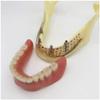 ERNZI Teeth Lower Jaw Teeth Study Model Simulated Oral Tooth Bone Lower Jaw Model Teeth With Teeth Chewing Gum For Classroom Study Display view 4