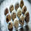 Lothian Stores UK Fresh Quail Eggs (12 Quail Eggs) view 1