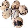 Lothian Stores UK Fresh Quail Eggs (24 Quail Eggs) view 1