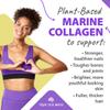 TrueSeaMoss PURPLE Sea Moss Raw Wild Crafted Seamoss Raw - 100% Organic Irish Dried Sea Moss Advanced Drink - Clean and Sundried - Vegan Sea Moss (1Pound) view 4