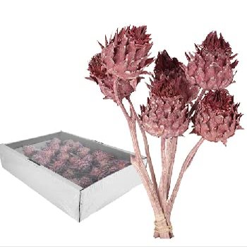 Artichoke on a Stick - Pack of 50 - Frost Erika