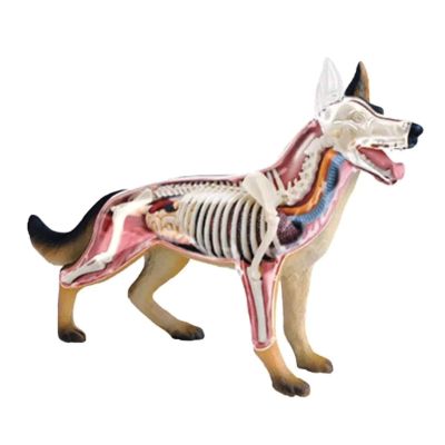 ASSICON 4D Dog Anatomy Model, Puzzle Assembly Model, Simulation Animal Biology for Veterinary Teaching Education Model & Educational Materials