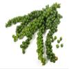 Green Peppercorn - Fresh Sri Lankan Peppercorn | My Exotic Fruit (300 grams - Green Peppercorn) view 1