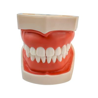 The Replacement of 28pcs Removable Teeth Model,Red Skin,28pcTooth for Simulator Manikin Phantom Head (Tooth Model)